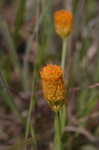 Orange milkwort